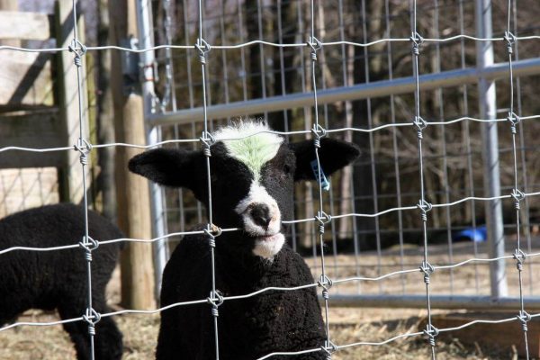 Fixed knot Woven Wire Field Fence application