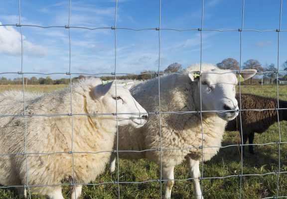 Galvanzied Hinge Knot Field Fence Application