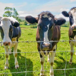hot dipped galvanzied Hinge Knot Field Fence for cattle