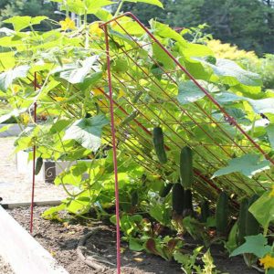 Cucumber Climbing Fence