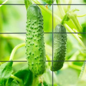 Cucumber trellis