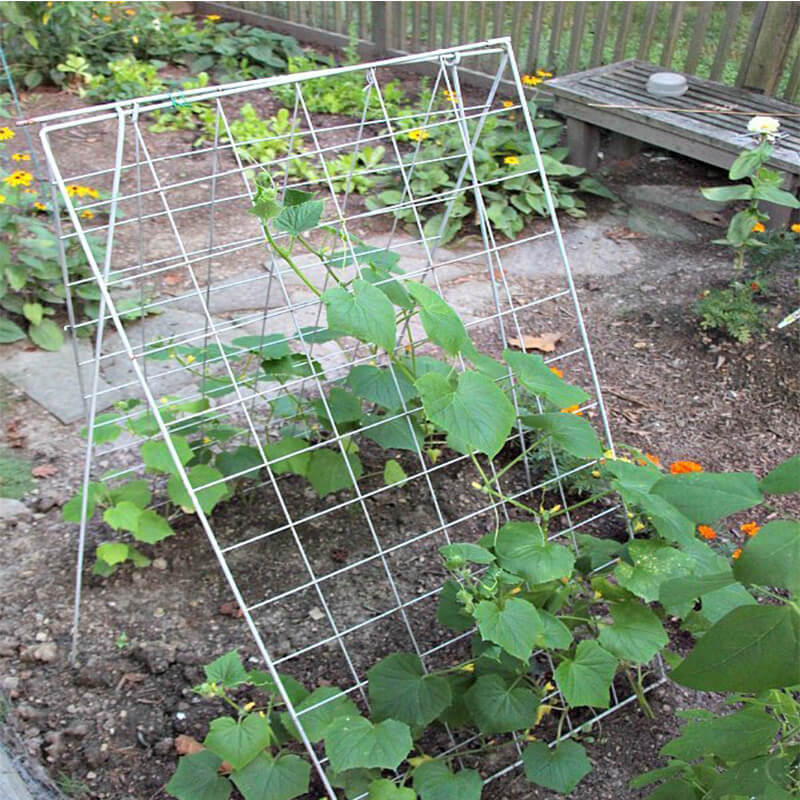 Cucumber trellis for raised beds or small garden (2)