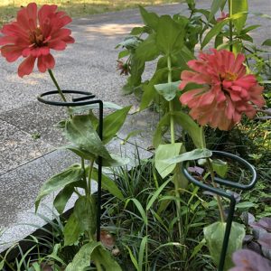 Dark Green Plant Support Single Stem Plant Support Ring (2)