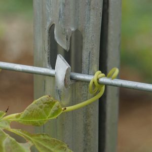Galvanized vineyard trellis post grape stakes