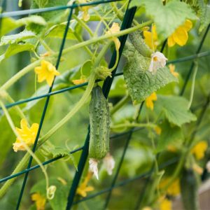 Garden Trellis Cucumber trellis