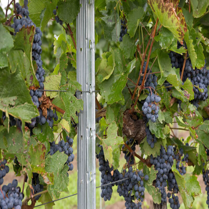 Hot Dip Galvanized Metal Poles vineyard Trellis post for Grape