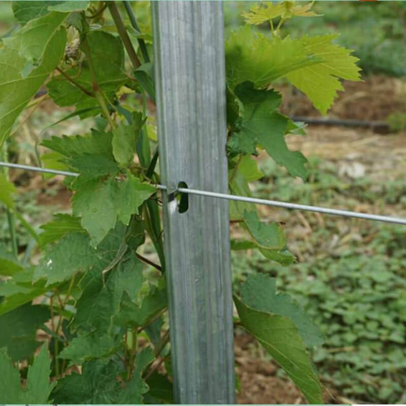 Hot Dip Galvanized Metal Poles vineyard Trellis post for Orchard (2)