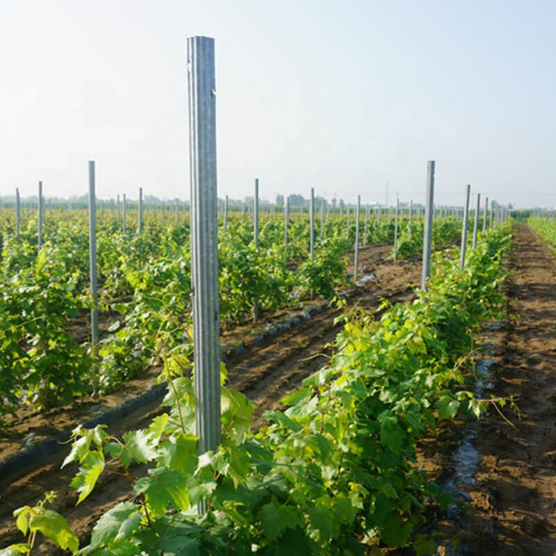 Hot Dip Galvanized Metal stakes vineyard Trellis for Orchard